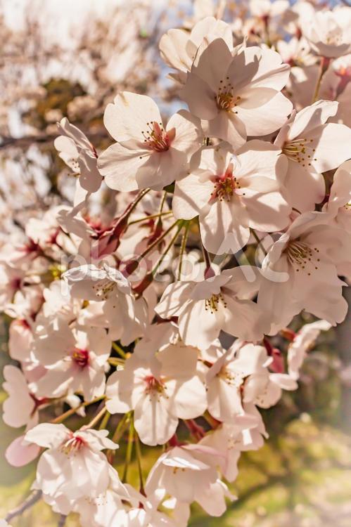 大阪城公園の桜２９（2019） 大阪城公園,大阪城,石垣の写真素材