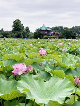 ハス ハス ハス,蓮,花びらの写真素材