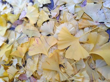 落ち葉のじゅうたん_14 落ち葉,イチョウ,黄葉の写真素材