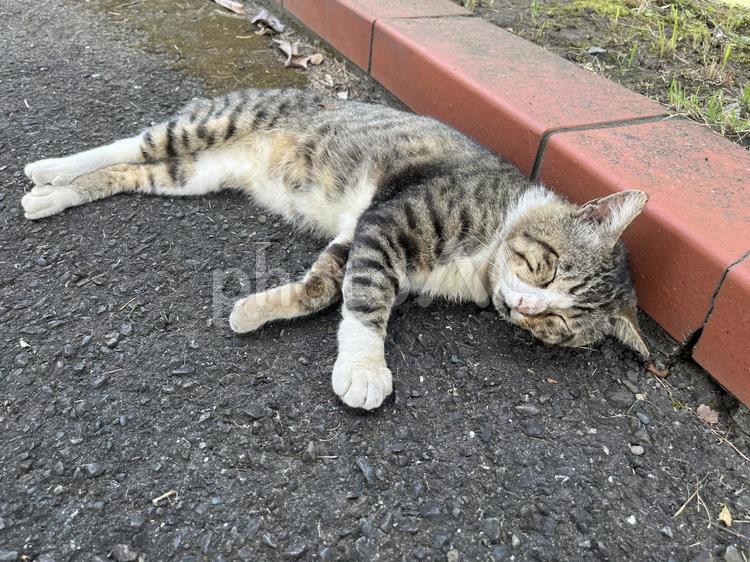 暑さで伸びる野良猫２ 猫,野生,キジトラの写真素材