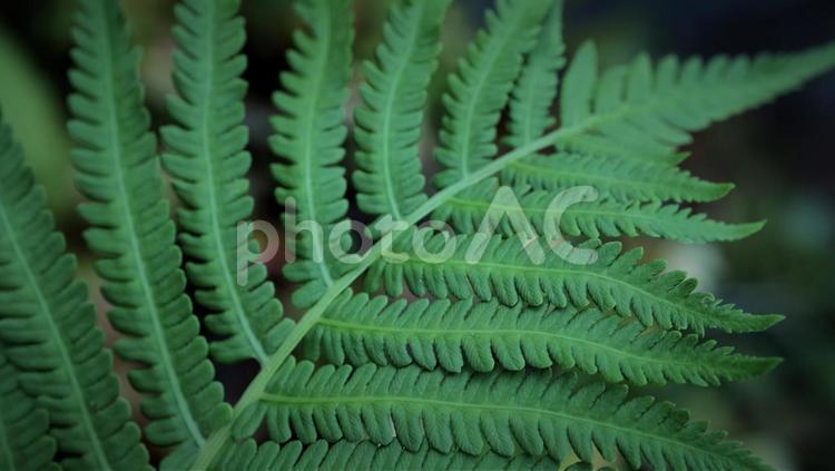 シダ植物 01 シダ植物 01 シダ植物,シダ,シダ類の写真素材