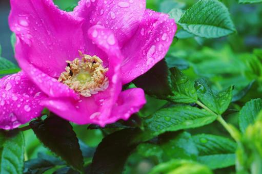 花1 花1の写真
