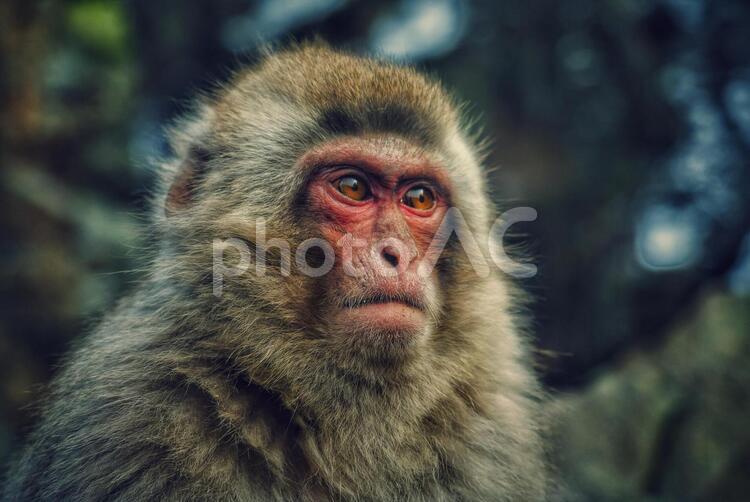 地獄谷野猿公苑の猿 猿,温泉,地獄谷野猿公苑の写真素材