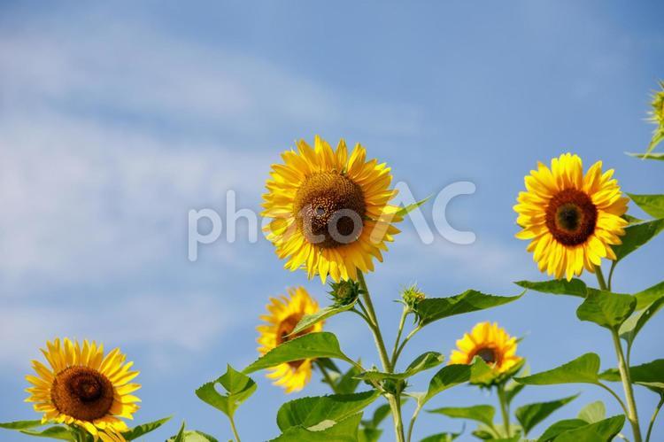 ひまわり　夏の風景 ひまわり,夏,花の写真素材