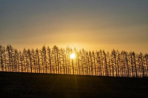 A windbreak forest as the morning sun rises, JPG