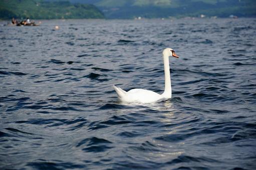 湖面を泳ぐ白鳥の姿 湖面を泳ぐ白鳥の姿の写真