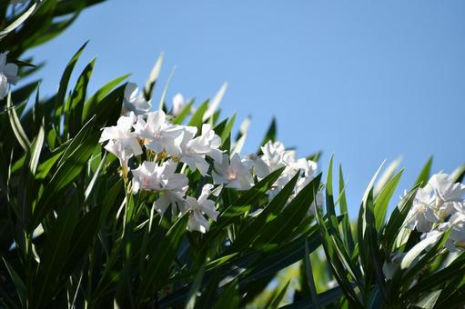 Oleander, JPG