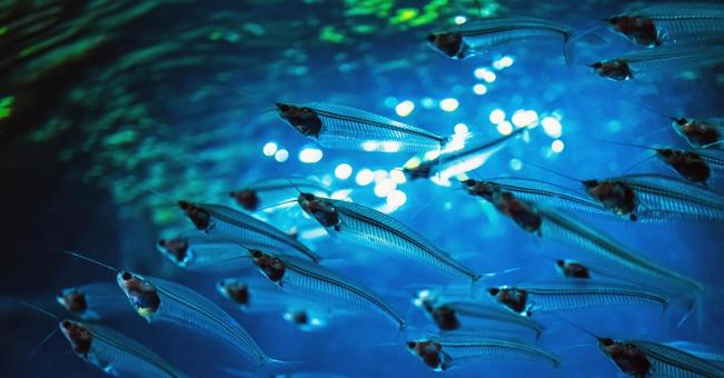 グラスフィッシュ2 グラスフィッシュ2 グラスフィッシュ,透明,鑑賞魚の写真素材