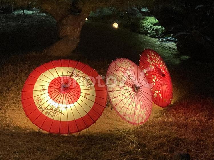 栗林公園ライトアップ 香川県,栗林公園,ライトアップの写真素材