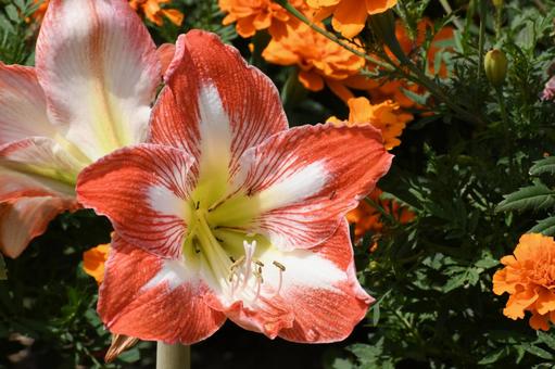 アマリリス アマリリス,花,可憐の写真素材