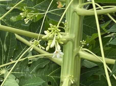 パパイヤの花。 パパイヤの花。 パパイヤの木,パパイヤの花,植物の写真素材