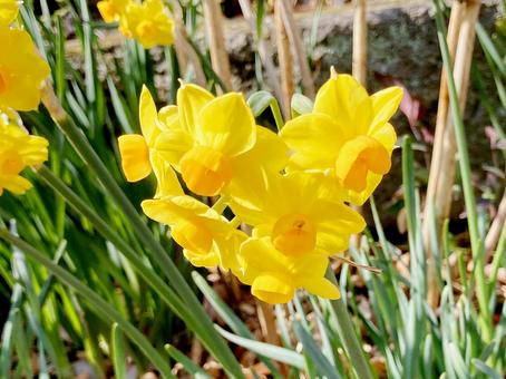 水仙の写真