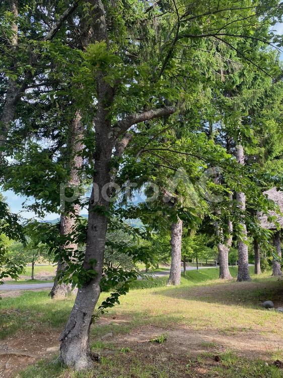 木漏れ日　柔らかな日差し 木漏れ日,木々,公園の写真素材