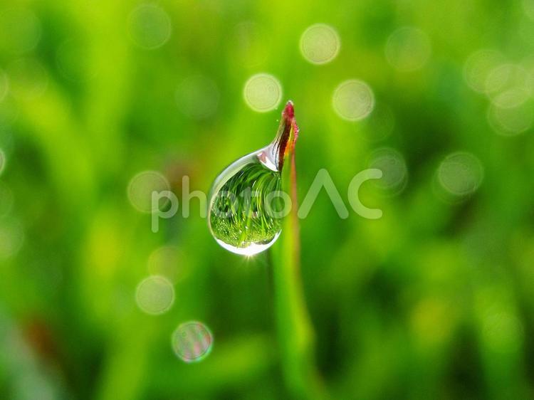 水滴と緑の葉と朝日（Water drops） 水滴,雫,すいてきの写真素材
