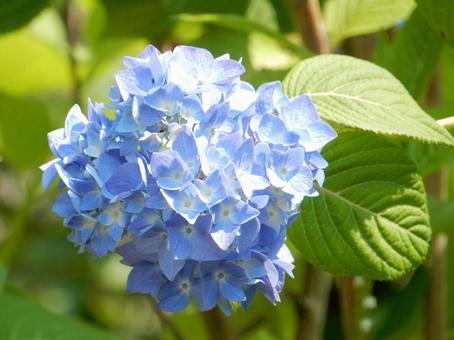 【花の写真】紫陽花の花 【花の写真】紫陽花の花 紫陽花,アジサイ,あじさいの写真素材