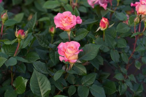 Rose (pink: Augusta Louise), JPG