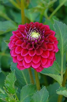 宝塚ダリア園 夏 ダリア13 宝塚ダリア園 夏 ダリア13 宝塚市,宝塚ダリア園,ダリアの写真素材