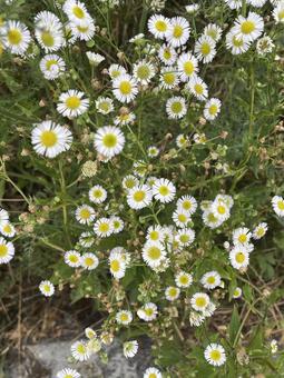 ハルジオン たて ハルジオン たて ハルジオン,花,野草の写真素材