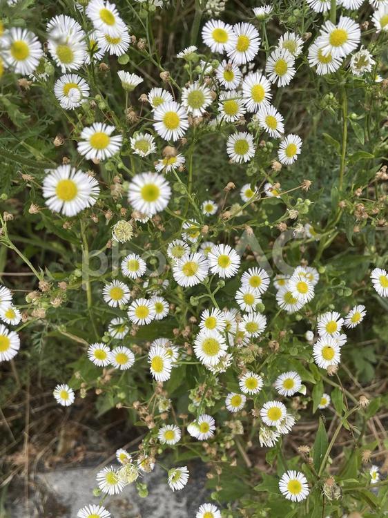 ハルジオン　たて ハルジオン,花,野草の写真素材