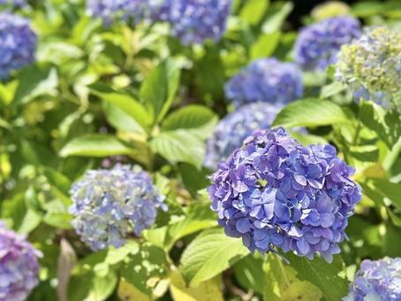 紫陽花 紫陽花の写真