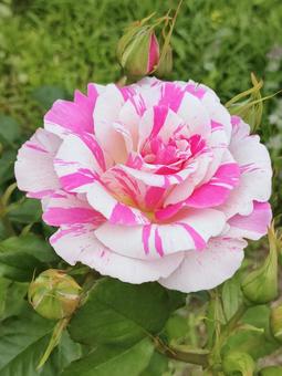 バラ バラ バラ,バラ園,薔薇の写真素材