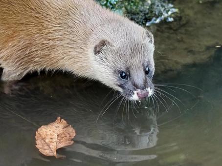 野生のイタチ イタチ,野生,水辺の写真素材