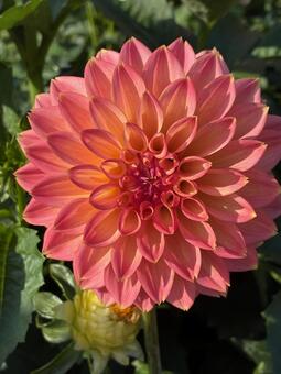 花 ダリア,キレイ,大輪の写真素材