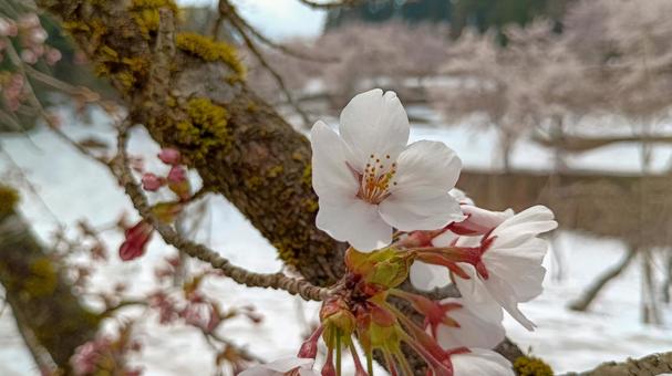 雪中桜 桜,雪,桜公園の写真素材