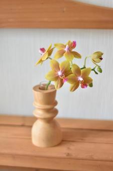 胡蝶蘭　一輪挿し 胡蝶蘭,一輪挿し,花の写真素材