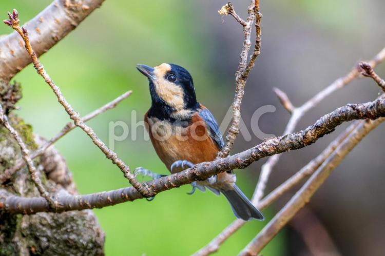 枝にとまるヤマガラ ヤマガラ,野鳥,鳥の写真素材