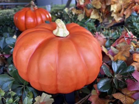 ハロウィンの飾り-かぼちゃ ハロウィンの飾り-かぼちゃ かぼちゃ,ハロウィン,halloweenの写真素材