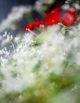 インパチェンスの写真