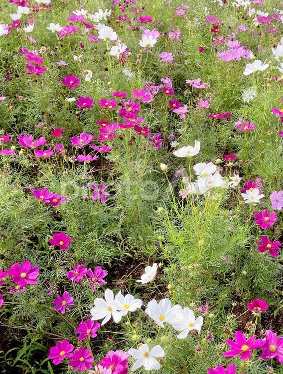 コスモス コスモス,秋桜,秋の花の写真素材