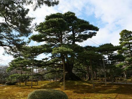 兼六園 松 兼六園 松 兼六園,金沢市,加賀の写真素材