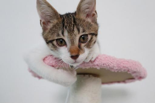 子猫D 子猫,ねこ,ネコの写真素材