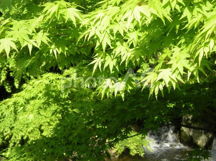 初夏の青もみじ 初夏の青もみじ,川辺,５月の写真素材