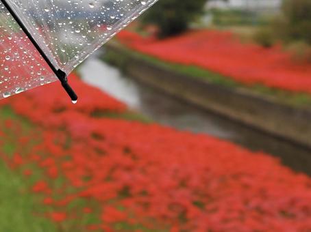 雨傘と彼岸花咲く堤防 雨傘と彼岸花咲く堤防の写真