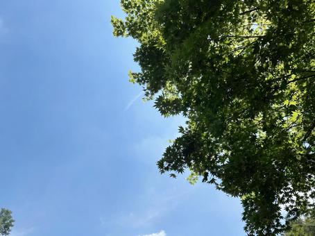 Blue leaves and blue sky 1, JPG