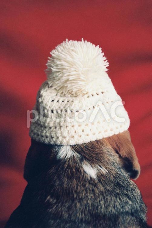 ニット帽を被ったビーグル犬・後ろ姿 ニット帽,冬,ビーグルの写真素材