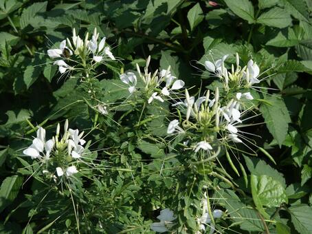 クレオメ　咲く風景 クレオメ,花,しべの写真素材