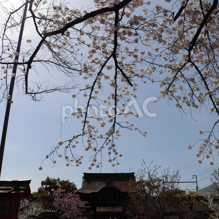 六孫王神社の桜 六孫王神社,京都,kyotoの写真素材