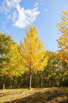 黄葉した道路沿いのイチョウの木 秋,風景,紅葉の写真素材