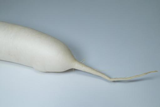 大根の先端部分と尾根 白い背景 大根,尾,根の写真素材