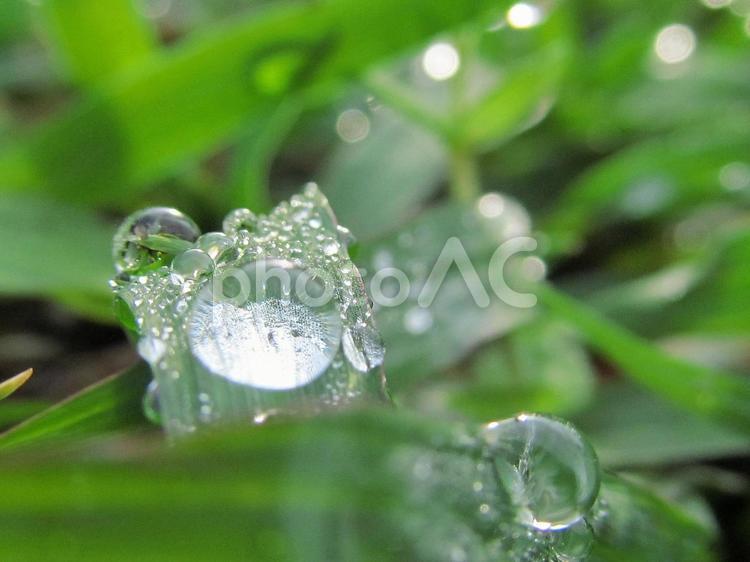 水滴と朝の光の風景 水滴,しずく,雨の写真素材