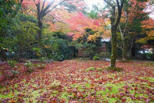 苔寺の紅葉 11月,秋,洛西の写真素材