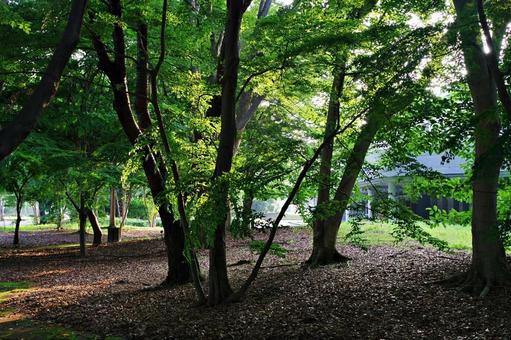 夏の公園の森にて 森,林,木陰の写真素材