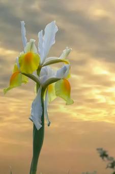 Either iris or iris, JPG Either iris or iris, JPG