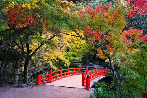 日本三景宮島紅葉谷公園の紅葉 宮島,廿日市市,厳島の写真素材
