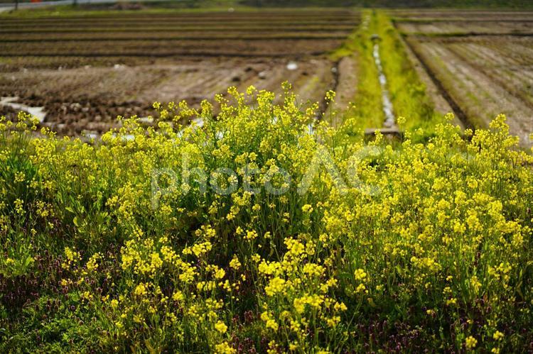 菜の花と田んぼ 菜の花,橋,秋田の写真素材