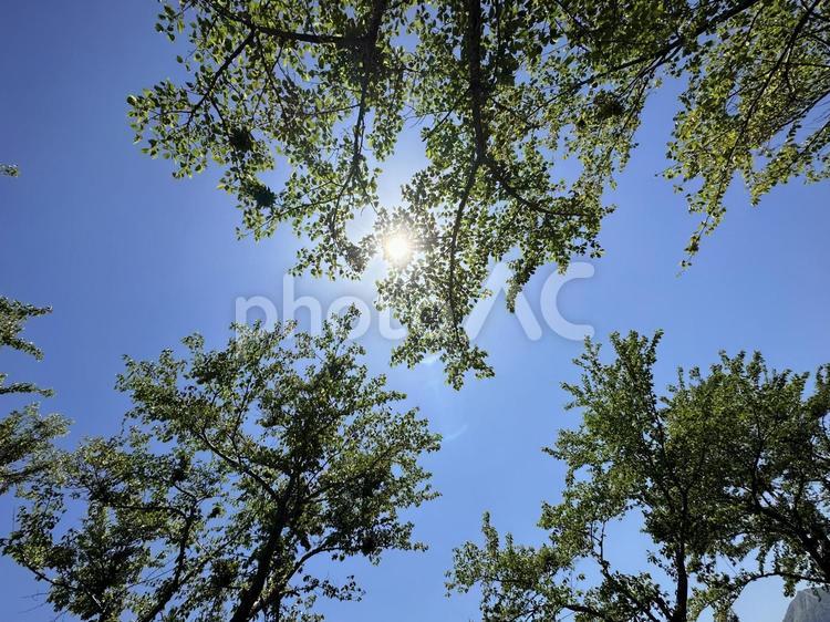 青空から木漏れ日 木漏れ日,青空,空の写真素材